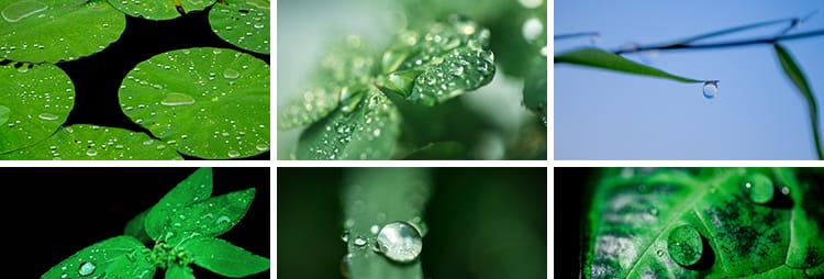 水珠清新绿色露珠露水青草小草叶子雨后水滴JPG高清图片设计素材