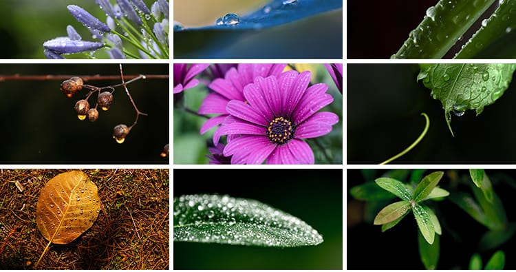 水珠清新绿色露珠露水青草小草叶子雨后水滴JPG高清图片设计素材