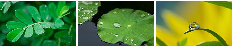 水珠清新绿色露珠露水青草小草叶子雨后水滴JPG高清图片设计素材