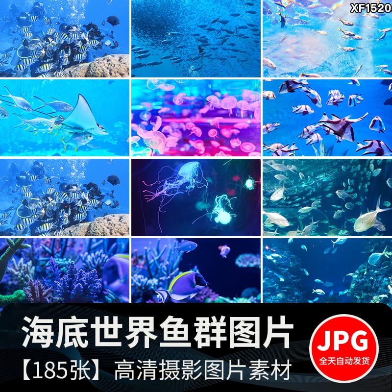 海底世界海洋生物动物小鱼群鱼类珊瑚礁抖音设计高清背景图片素材