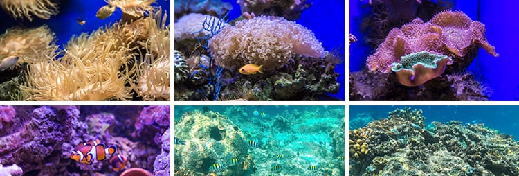 海底世界海洋生物动物小鱼群鱼类珊瑚礁抖音设计高清背景图片素材