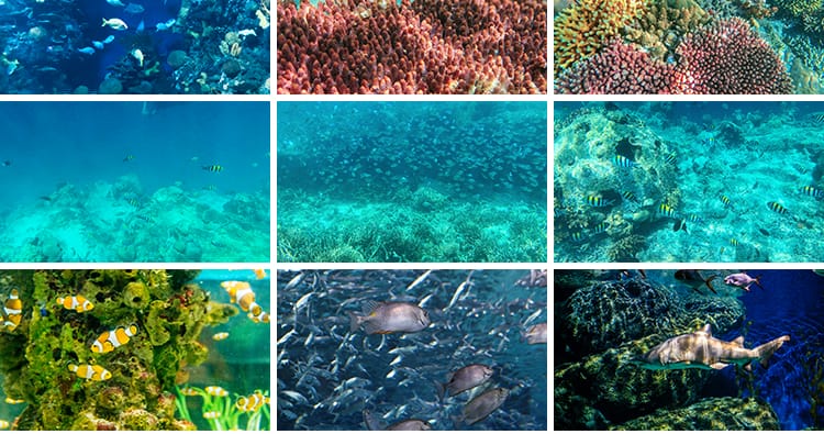 海底世界海洋生物动物小鱼群鱼类珊瑚礁抖音设计高清背景图片素材