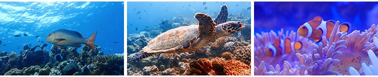 海底世界海洋生物动物小鱼群鱼类珊瑚礁抖音设计高清背景图片素材