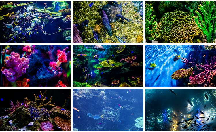 海底世界海洋生物动物小鱼群鱼类珊瑚礁抖音设计高清背景图片素材