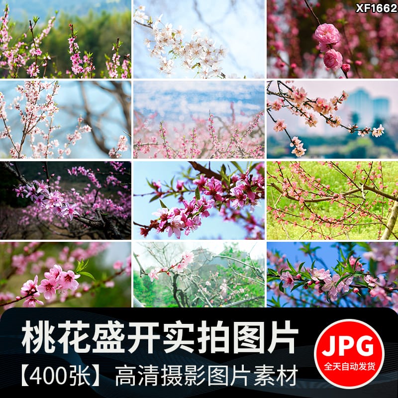 桃花盛开春暖花开春天风景花朵绽放鲜花自然植物高清JPG图片素材