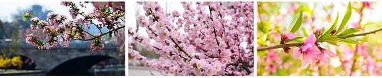 桃花盛开春暖花开春天风景花朵绽放鲜花自然植物高清JPG图片素材