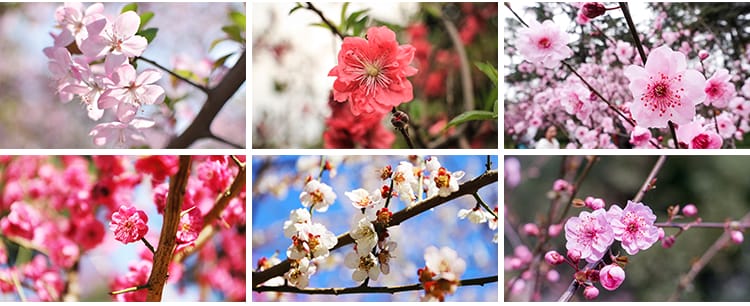 桃花盛开春暖花开春天风景花朵绽放鲜花自然植物高清JPG图片素材