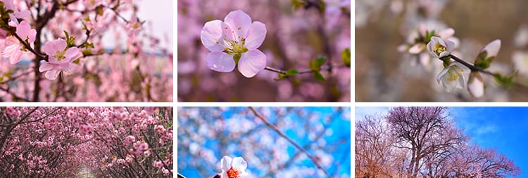 桃花盛开春暖花开春天风景花朵绽放鲜花自然植物高清JPG图片素材