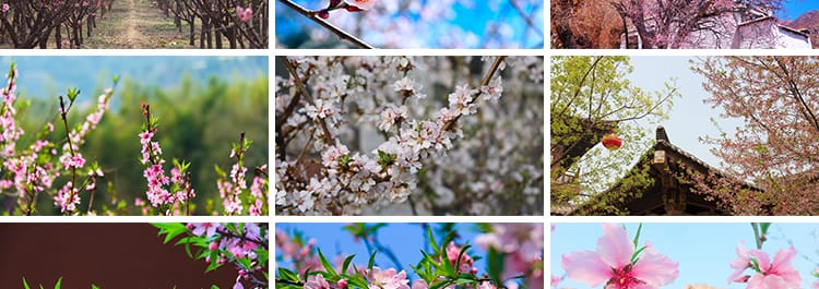 桃花盛开春暖花开春天风景花朵绽放鲜花自然植物高清JPG图片素材