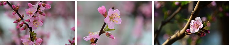 桃花盛开春暖花开春天风景花朵绽放鲜花自然植物高清JPG图片素材