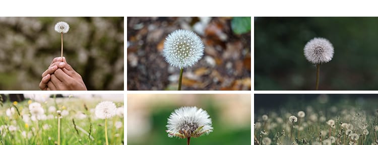 唯美蒲公英随风飘散飞舞特写花卉自然风景植物美景摄影图片照素材