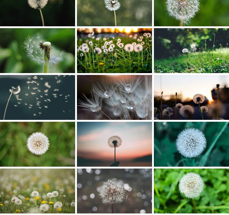 唯美蒲公英随风飘散飞舞特写花卉自然风景植物美景摄影图片照素材