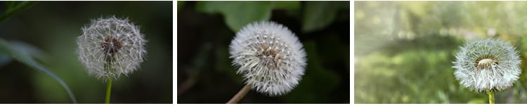 唯美蒲公英随风飘散飞舞特写花卉自然风景植物美景摄影图片照素材