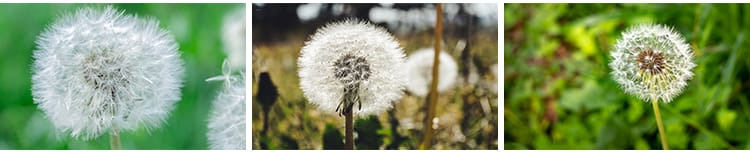 唯美蒲公英随风飘散飞舞特写花卉自然风景植物美景摄影图片照素材