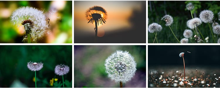 唯美蒲公英随风飘散飞舞特写花卉自然风景植物美景摄影图片照素材