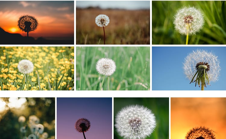 唯美蒲公英随风飘散飞舞特写花卉自然风景植物美景摄影图片照素材