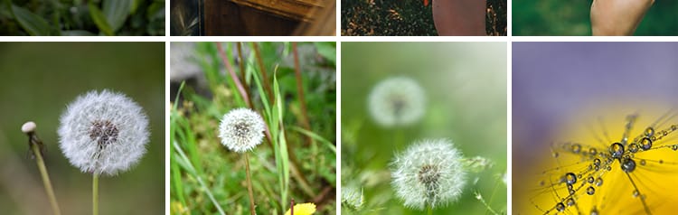 唯美蒲公英随风飘散飞舞特写花卉自然风景植物美景摄影图片照素材