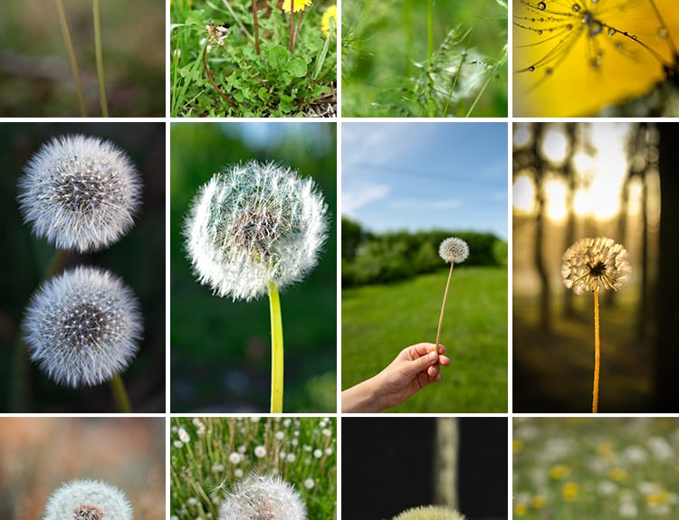 唯美蒲公英随风飘散飞舞特写花卉自然风景植物美景摄影图片照素材