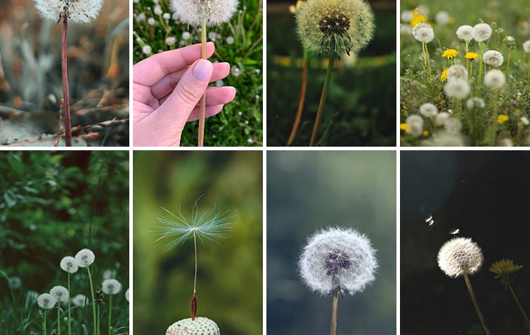 唯美蒲公英随风飘散飞舞特写花卉自然风景植物美景摄影图片照素材