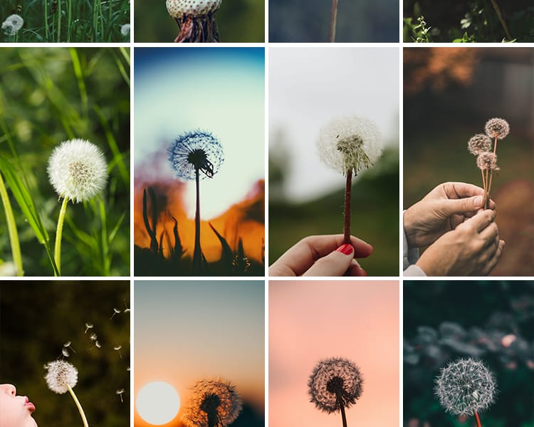 唯美蒲公英随风飘散飞舞特写花卉自然风景植物美景摄影图片照素材