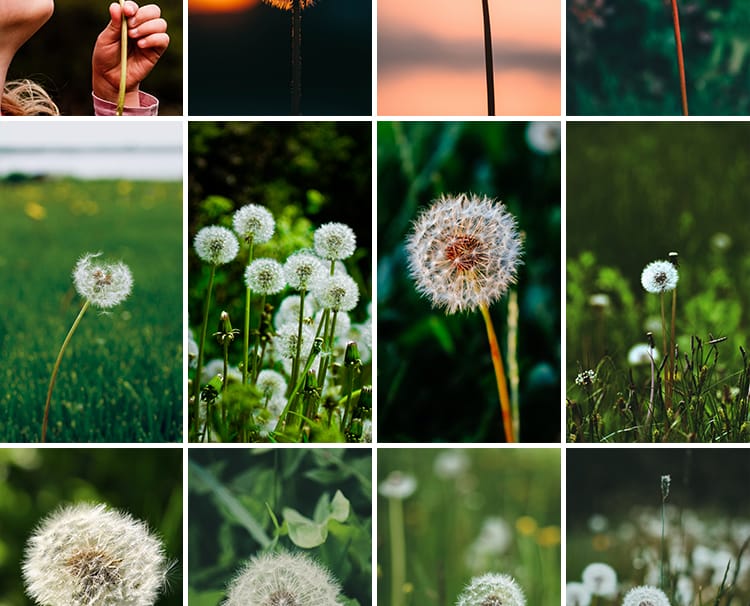 唯美蒲公英随风飘散飞舞特写花卉自然风景植物美景摄影图片照素材