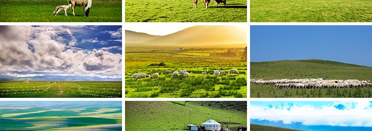 内蒙古呼伦贝尔大草原自然风景草地风光牛羊马群牧场摄影图片素材