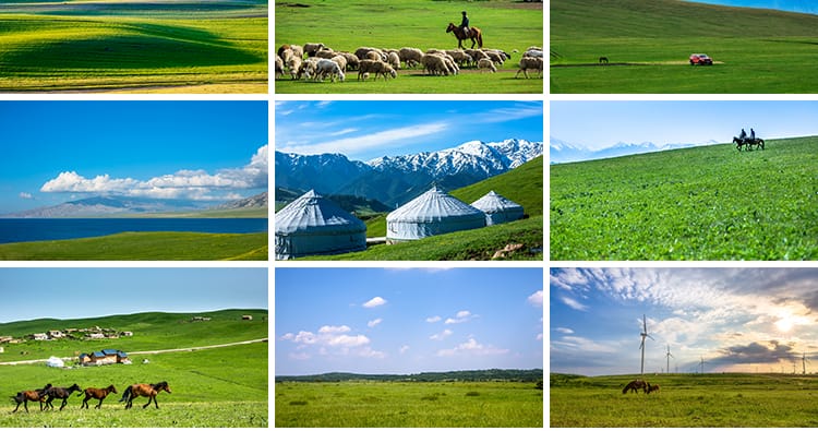 内蒙古呼伦贝尔大草原自然风景草地风光牛羊马群牧场摄影图片素材
