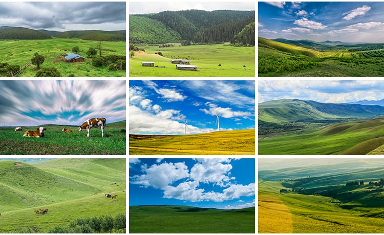 内蒙古呼伦贝尔大草原自然风景草地风光牛羊马群牧场摄影图片素材