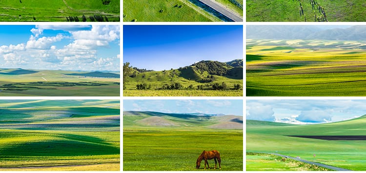 内蒙古呼伦贝尔大草原自然风景草地风光牛羊马群牧场摄影图片素材