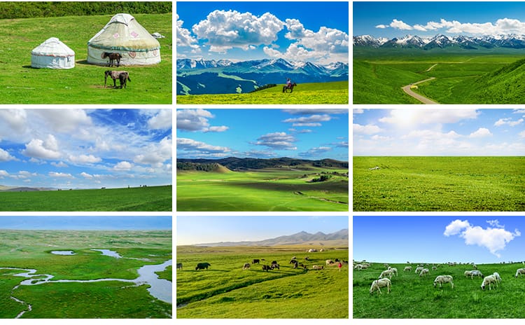 内蒙古呼伦贝尔大草原自然风景草地风光牛羊马群牧场摄影图片素材