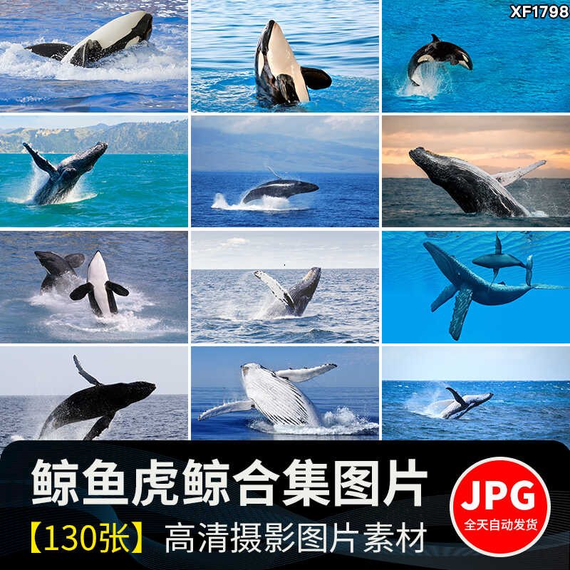 鲸鱼虎鲸蓝白鲸抹香鲸逆戟鲸座头鲸海洋生物动物设计JPG图片素材