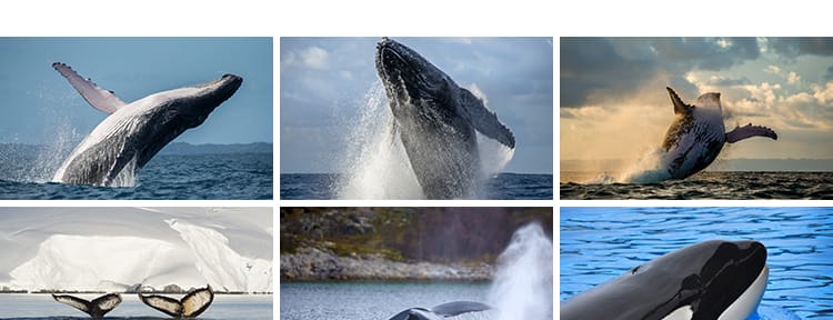 鲸鱼虎鲸蓝白鲸抹香鲸逆戟鲸座头鲸海洋生物动物设计JPG图片素材