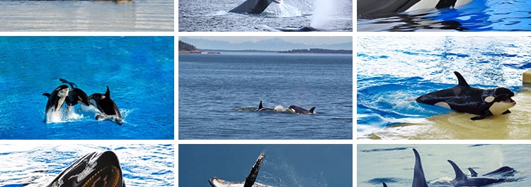 鲸鱼虎鲸蓝白鲸抹香鲸逆戟鲸座头鲸海洋生物动物设计JPG图片素材