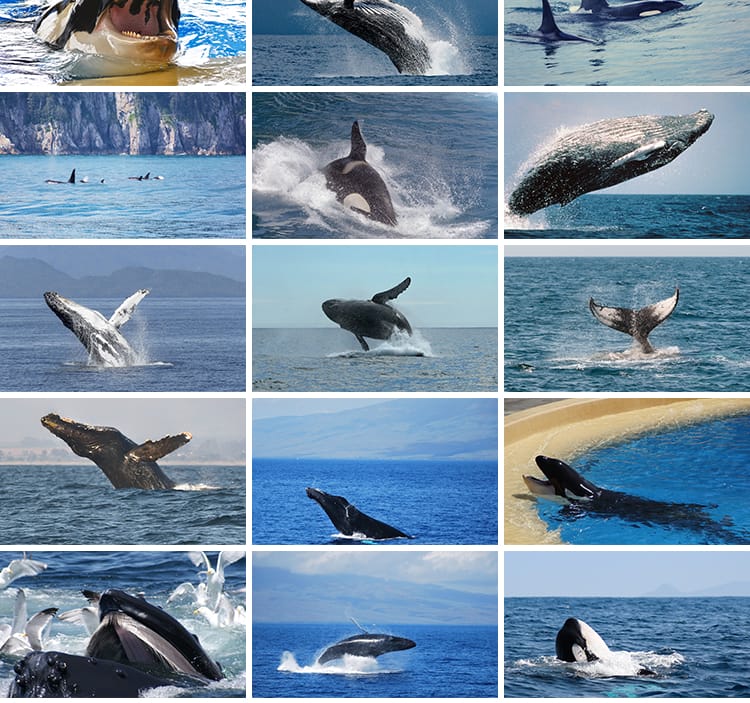 鲸鱼虎鲸蓝白鲸抹香鲸逆戟鲸座头鲸海洋生物动物设计JPG图片素材