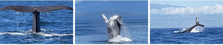 鲸鱼虎鲸蓝白鲸抹香鲸逆戟鲸座头鲸海洋生物动物设计JPG图片素材