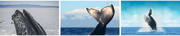 鲸鱼虎鲸蓝白鲸抹香鲸逆戟鲸座头鲸海洋生物动物设计JPG图片素材