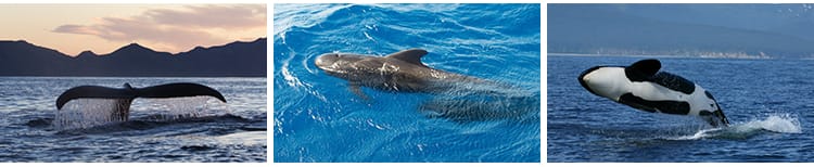 鲸鱼虎鲸蓝白鲸抹香鲸逆戟鲸座头鲸海洋生物动物设计JPG图片素材