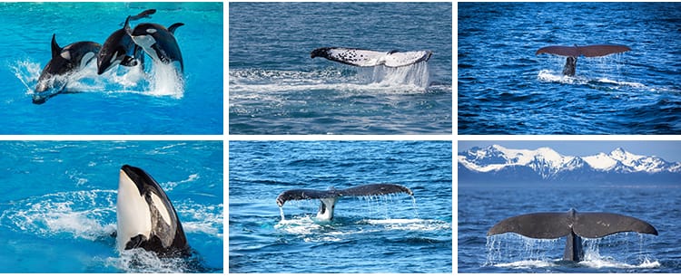 鲸鱼虎鲸蓝白鲸抹香鲸逆戟鲸座头鲸海洋生物动物设计JPG图片素材