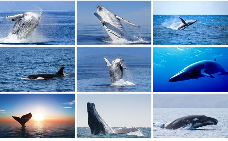 鲸鱼虎鲸蓝白鲸抹香鲸逆戟鲸座头鲸海洋生物动物设计JPG图片素材