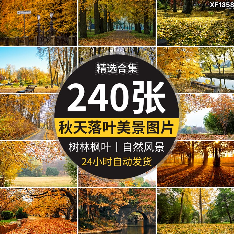 枫叶红叶银杏树林落叶黄叶子飘落秋季林间小道路秋天风景图片素材