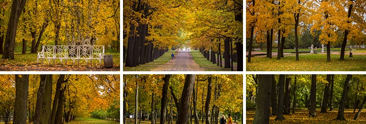 枫叶红叶银杏树林落叶黄叶子飘落秋季林间小道路秋天风景图片素材
