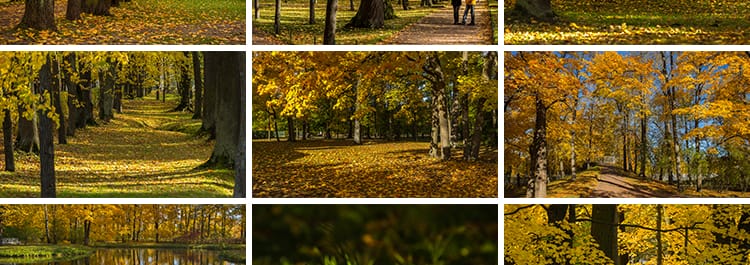 枫叶红叶银杏树林落叶黄叶子飘落秋季林间小道路秋天风景图片素材