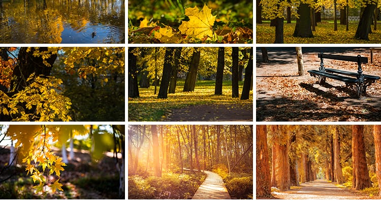 枫叶红叶银杏树林落叶黄叶子飘落秋季林间小道路秋天风景图片素材