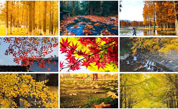 枫叶红叶银杏树林落叶黄叶子飘落秋季林间小道路秋天风景图片素材