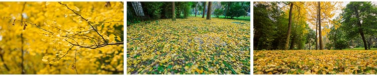 枫叶红叶银杏树林落叶黄叶子飘落秋季林间小道路秋天风景图片素材