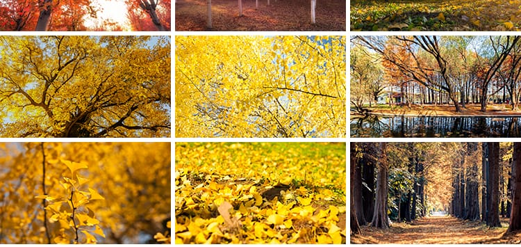 枫叶红叶银杏树林落叶黄叶子飘落秋季林间小道路秋天风景图片素材