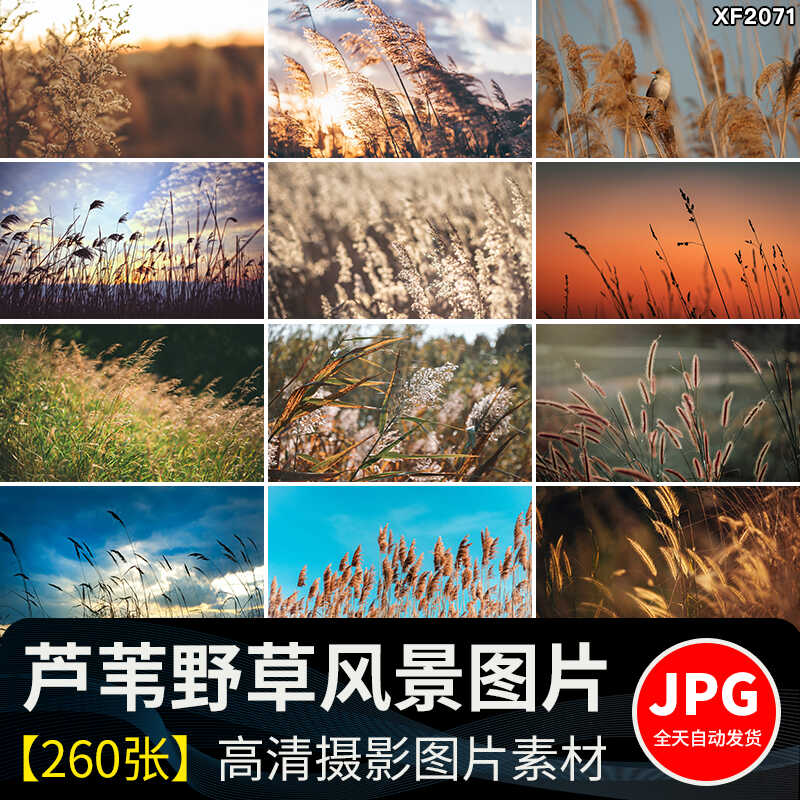 唯美芦苇荡芦苇丛野草枯草秋天植物自然风景夕阳日落美景图片素材