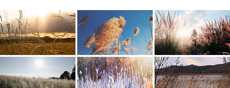 唯美芦苇荡芦苇丛野草枯草秋天植物自然风景夕阳日落美景图片素材