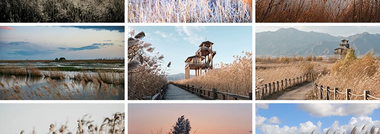 唯美芦苇荡芦苇丛野草枯草秋天植物自然风景夕阳日落美景图片素材