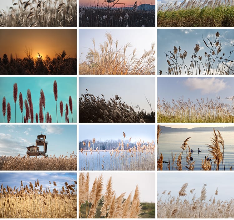 唯美芦苇荡芦苇丛野草枯草秋天植物自然风景夕阳日落美景图片素材